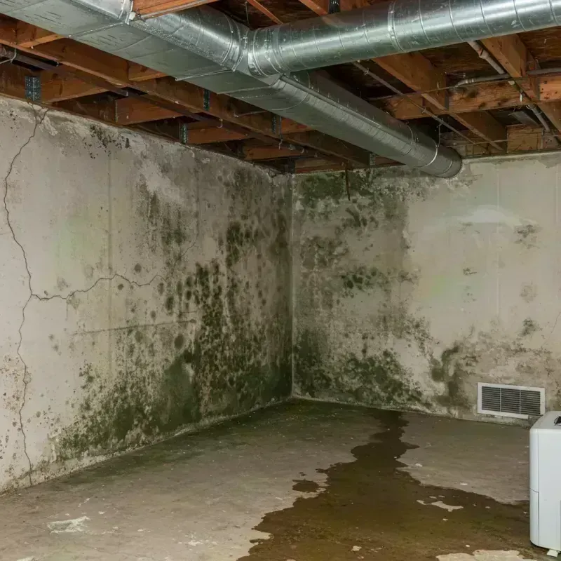 Professional Mold Removal in Ellsworth, KS